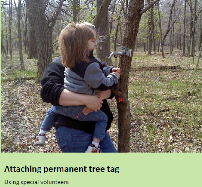 Attaching permanent tree tag — using special volunteers
